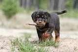 ROTTWEILER 267